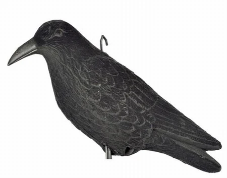 Lokvogel Kraai Geflockt